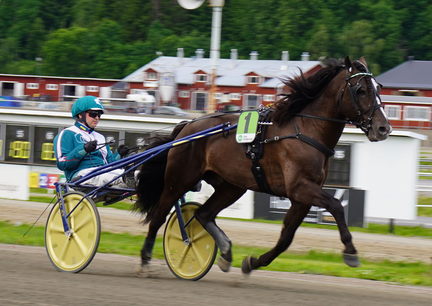 Granbarksborren 250629-1